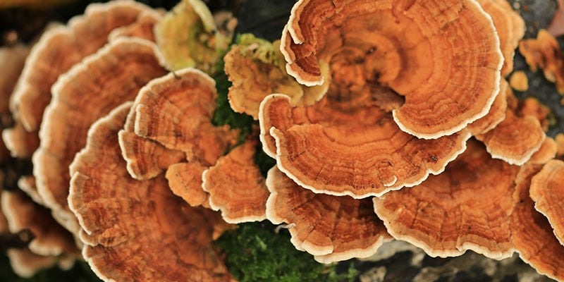 Discover Top 10 Mushrooms For Your Health